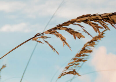 grass blades in the wind